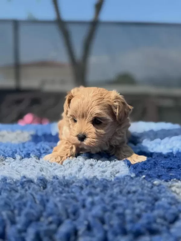 Dünya Tatlisi Maltipoo Yavrulari