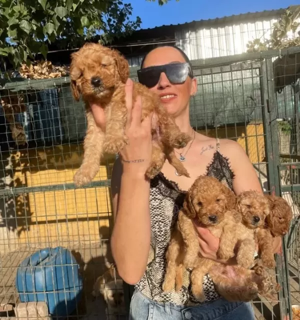 Poddle Yavrularım Sağlık Ve Irk Garantilidir