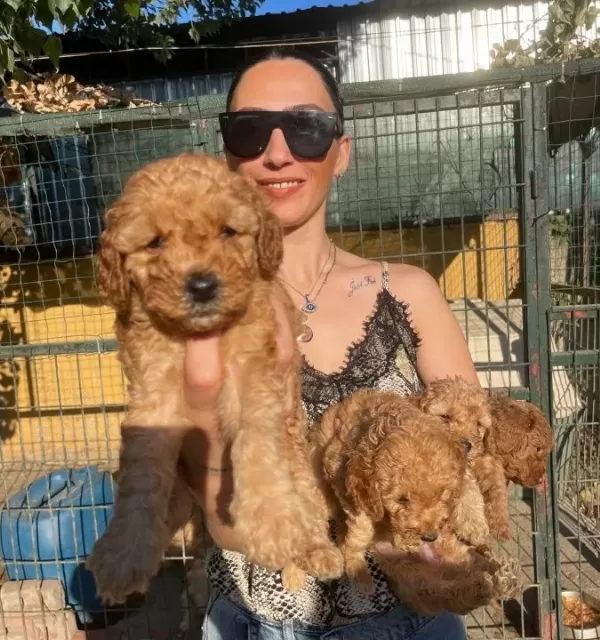 Poddle Yavrularım Sağlık Ve Irk Garantilidir