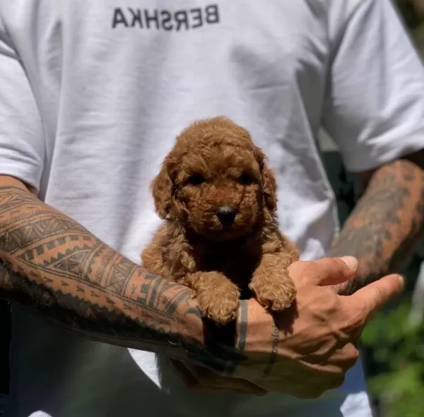 Numara Toy Poodle Yavrular Büyümez Tüy Dökmez