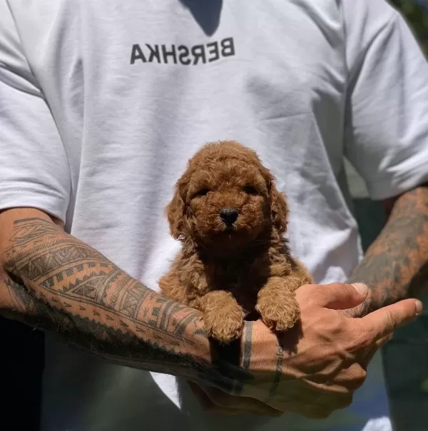 Numara Toy Poodle Yavrular Büyümez Tüy Dökmez