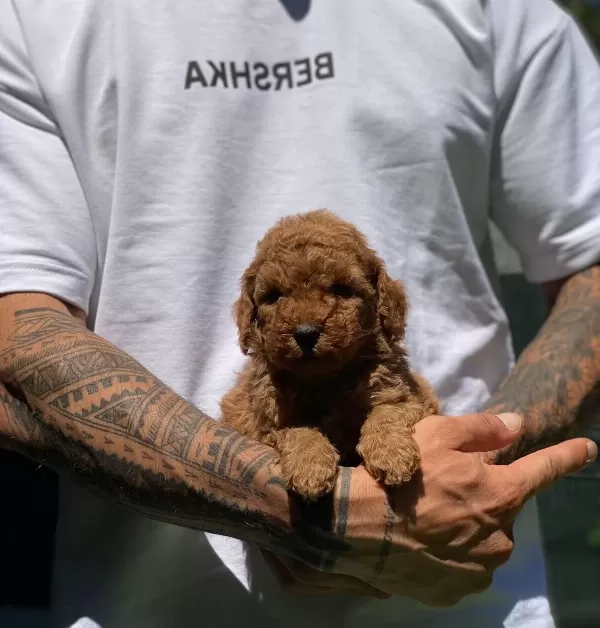 Numara Toy Poodle Yavrular Büyümez Tüy Dökmez
