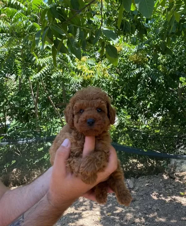 Numara Toy Poodle Yavrular Büyümez Tüy Dökmez