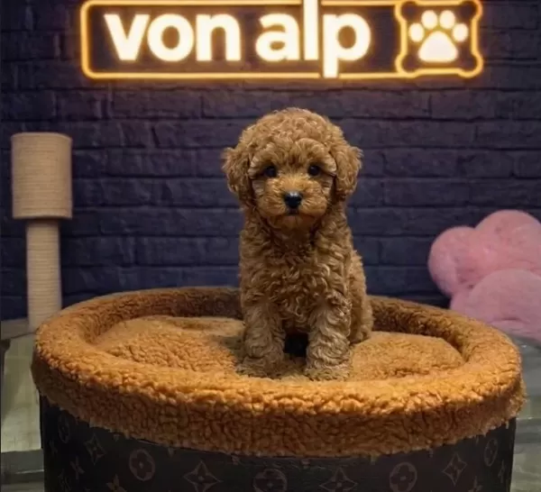 Poodle Bebekler Vonalp Çi̇ftli̇kten