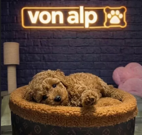 Poodle Bebekler Vonalp Çi̇ftli̇kten