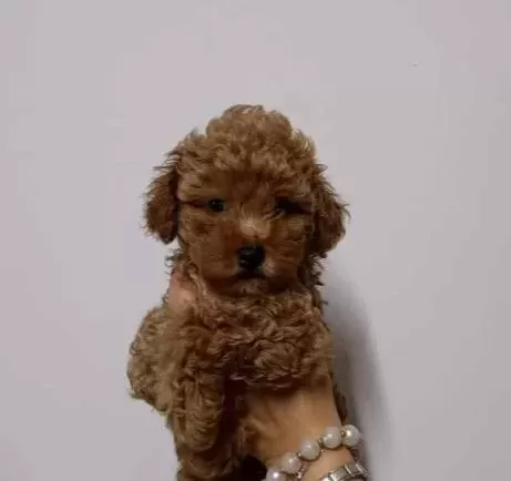 Toy Poodle Sevi̇mli̇ Yavrular