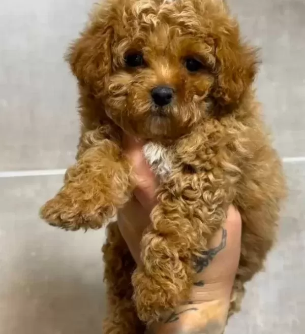 Toy Poodle Sevi̇mli̇ Yavrular