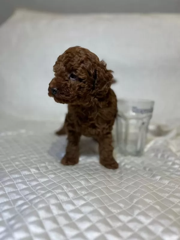Orijinal Toy Poodle Bebekler