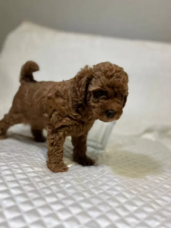 Orijinal Toy Poodle Bebekler