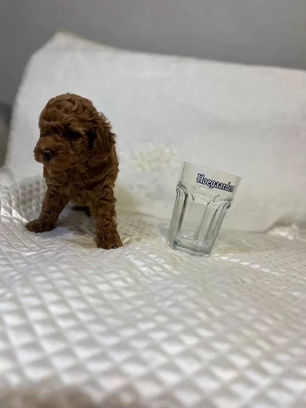 Orijinal Toy Poodle Bebekler