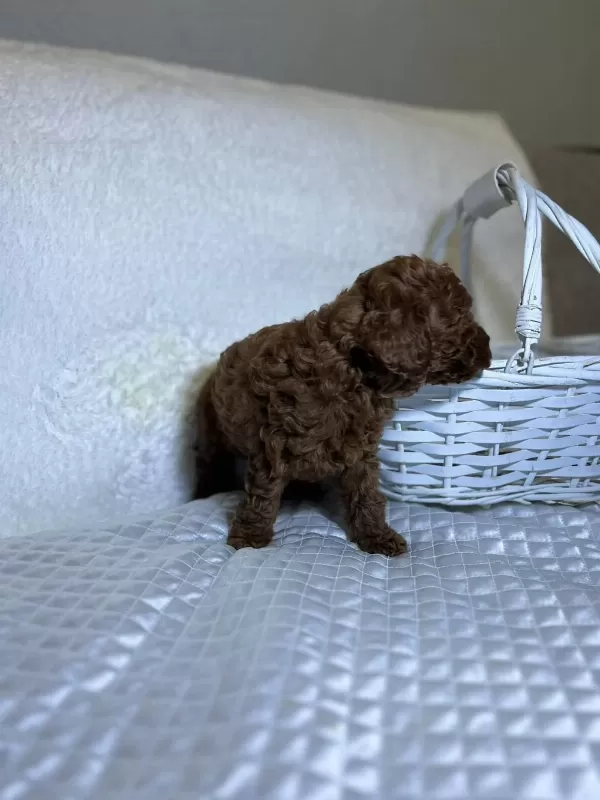 Orijinal Toy Poodle Bebekler
