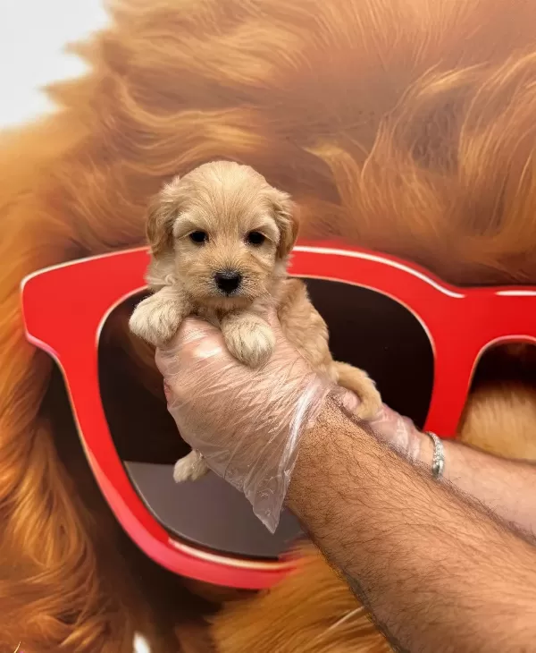 Oyuncak Surat Malti̇poo Yavrularimiz