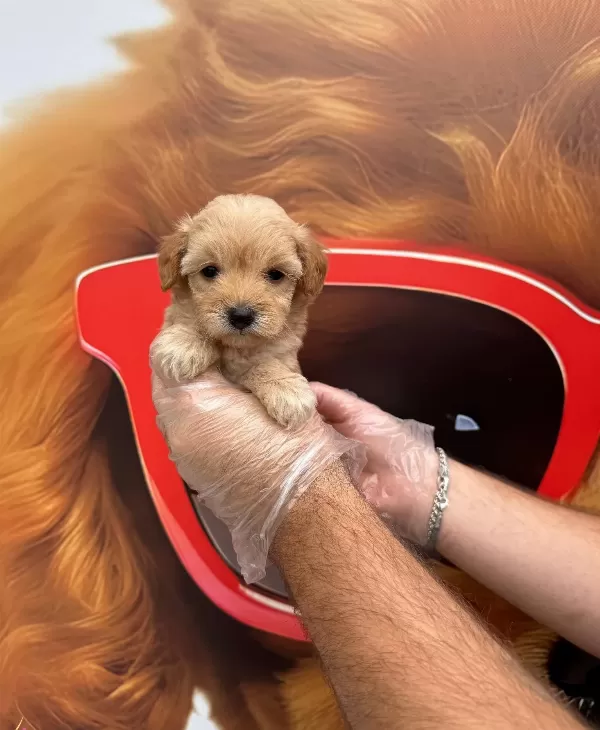 Oyuncak Surat Malti̇poo Yavrularimiz