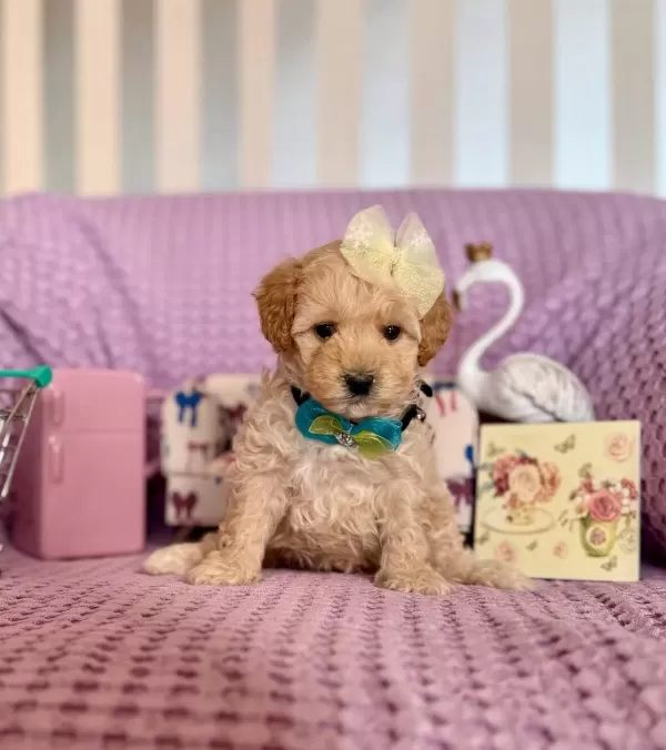 Mi̇ni̇ Boy Malti̇poo Bebekler