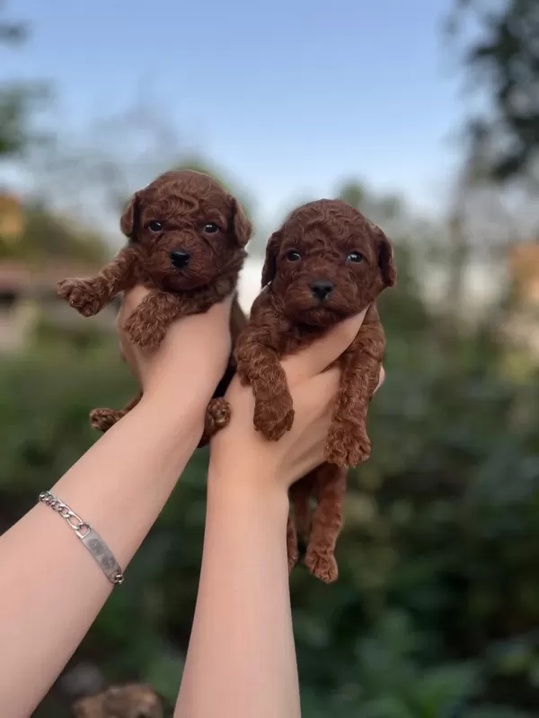 Sağlıklı Toy Poodle Bebekler