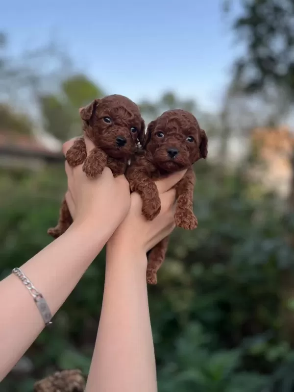 Sağlıklı Toy Poodle Bebekler