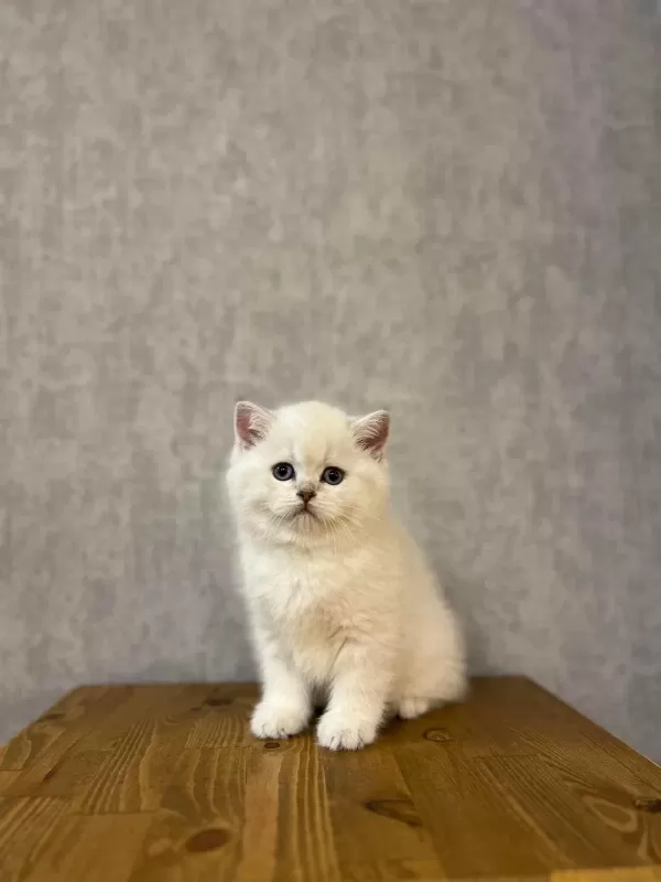 British Shorthair Silver Yavrularim