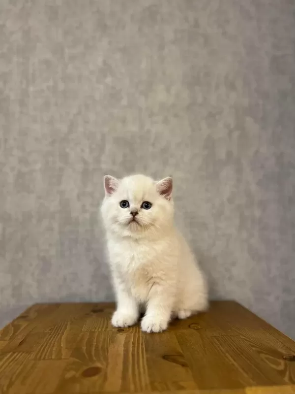 British Shorthair Silver Yavrularim