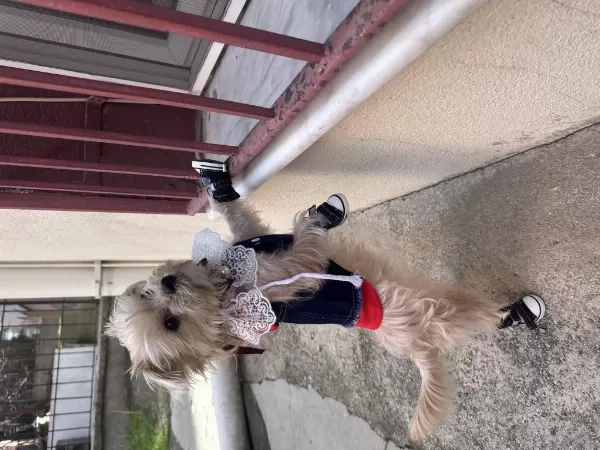 İnsan Canlısı Köpeğimiz Mars