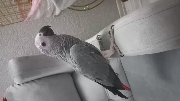 Erkek Güzeli Bebek Jako Papağanı