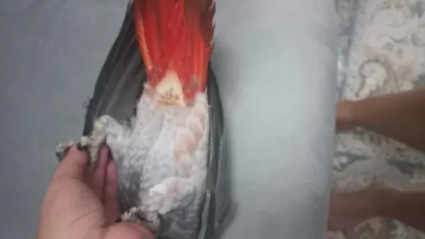 Erkek Güzeli Bebek Jako Papağanı