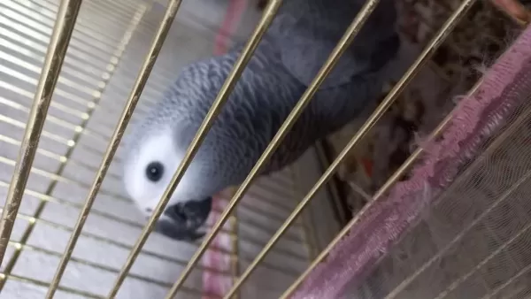 Erkek Güzeli Bebek Jako Papağanı