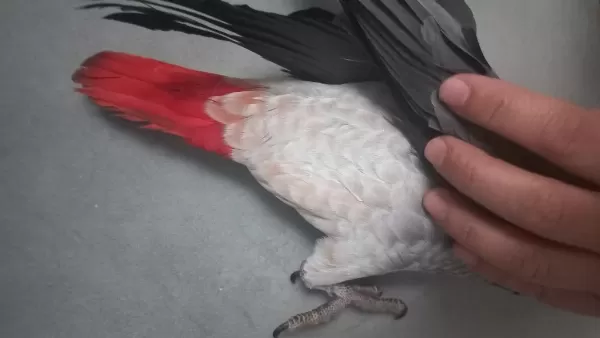 Erkek Güzeli Bebek Jako Papağanı