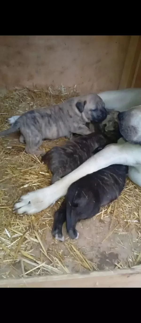 Sağlam Kan Presa Canario Yavru