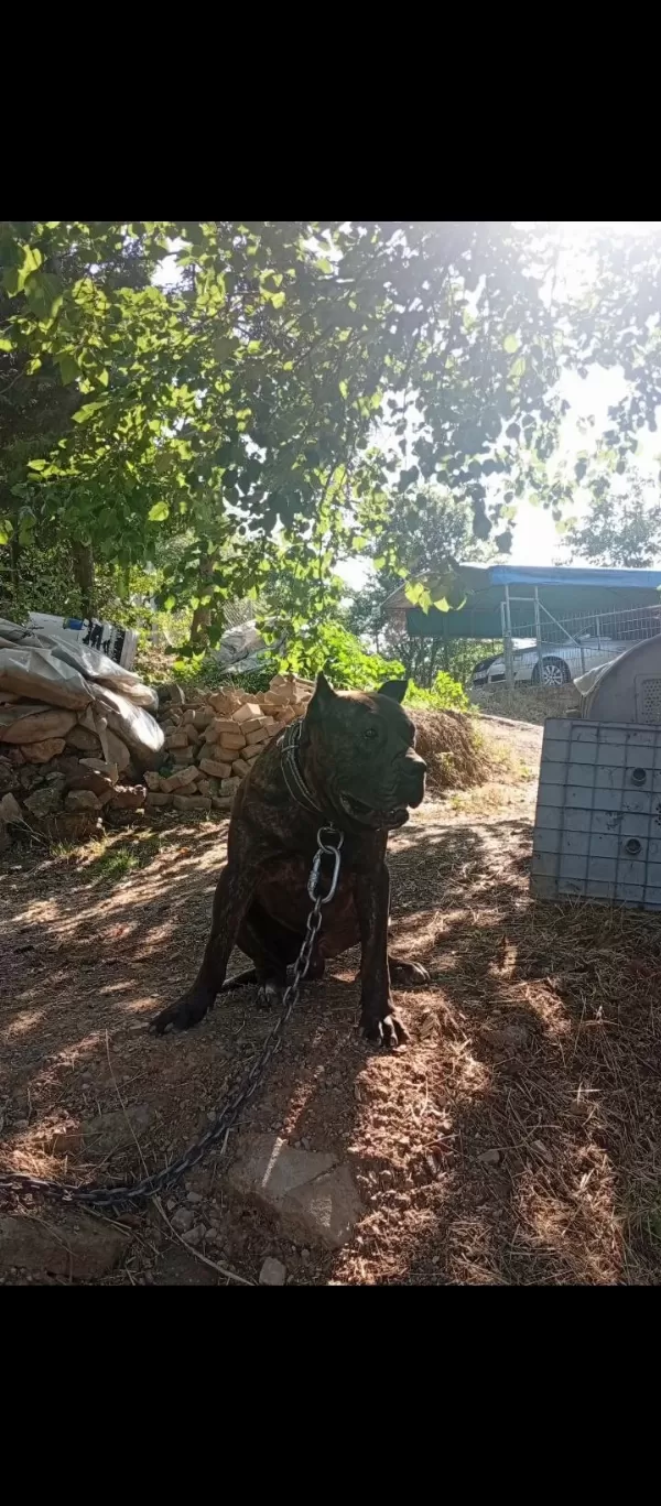 Sağlam Kan Presa Canario Yavru