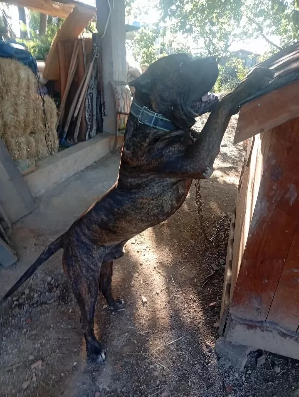 Sağlam Kan Presa Canario Yavru