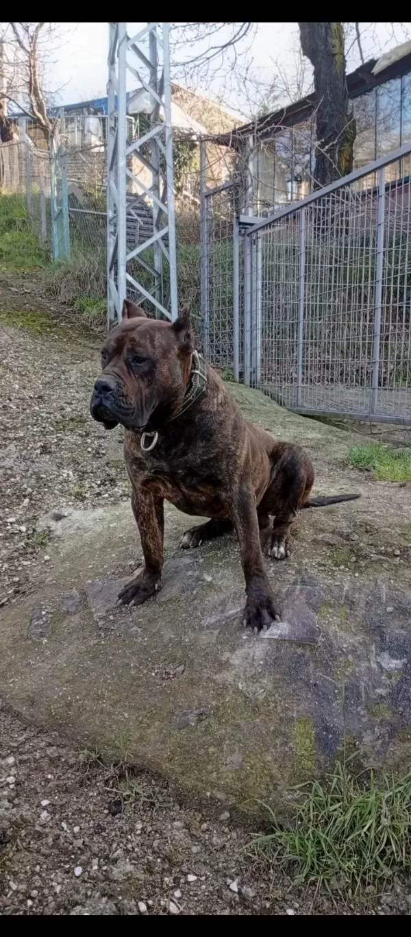 Sağlam Kan Presa Canario Yavru