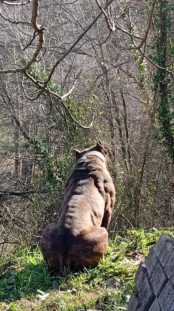 Sağlam Kan Presa Canario Yavru