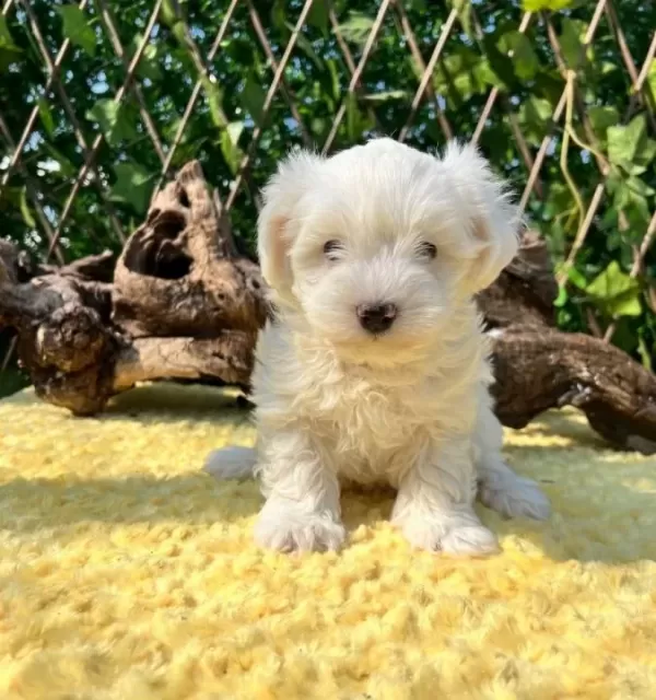 Kar Beyaz Harika Güzellikte Maltese Terrier Yavrular