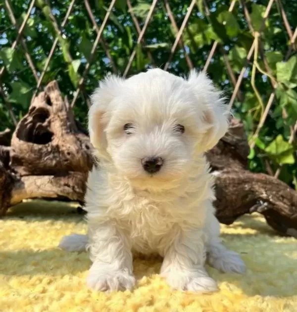 Kar Beyaz Harika Güzellikte Maltese Terrier Yavrular