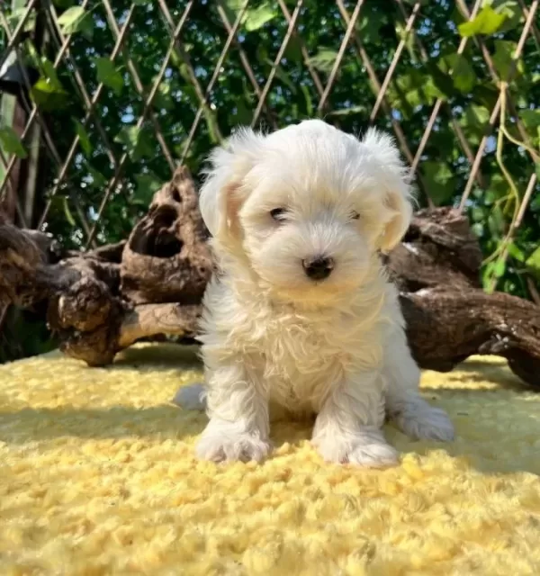 Kar Beyaz Harika Güzellikte Maltese Terrier Yavrular