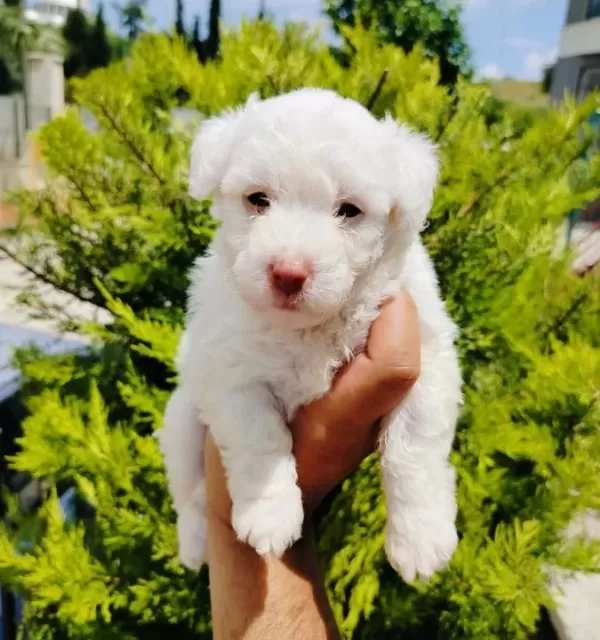 A Kalite Terier Yavruları