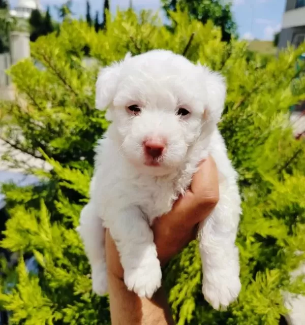 A Kalite Terier Yavruları