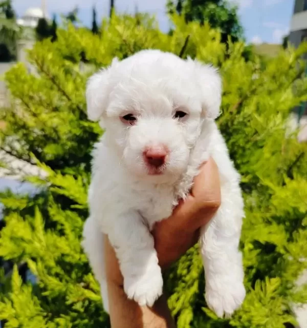 A Kalite Terier Yavruları