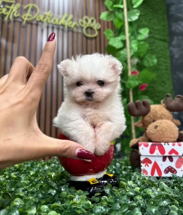 En Küçük Boy Kore Maltese Tintin