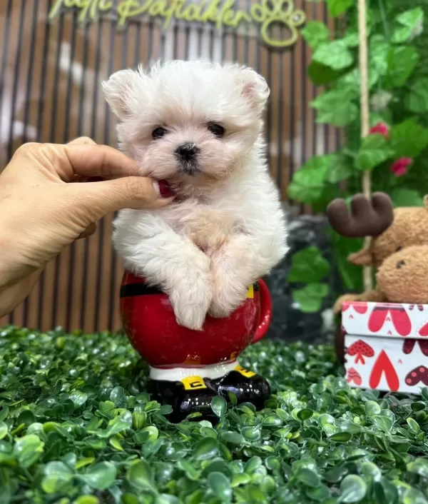 En Küçük Boy Kore Maltese Tintin