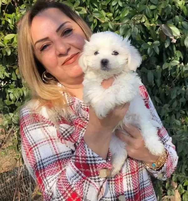 Pamuk Şeker Maltese Terrier Yavrularımız