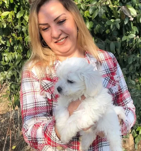 Pamuk Şeker Maltese Terrier Yavrularımız