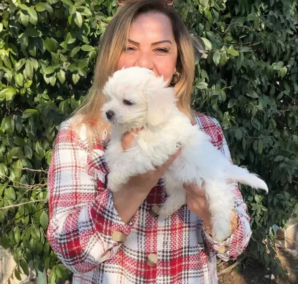 Pamuk Şeker Maltese Terrier Yavrularımız