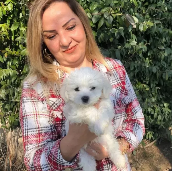 Pamuk Şeker Maltese Terrier Yavrularımız