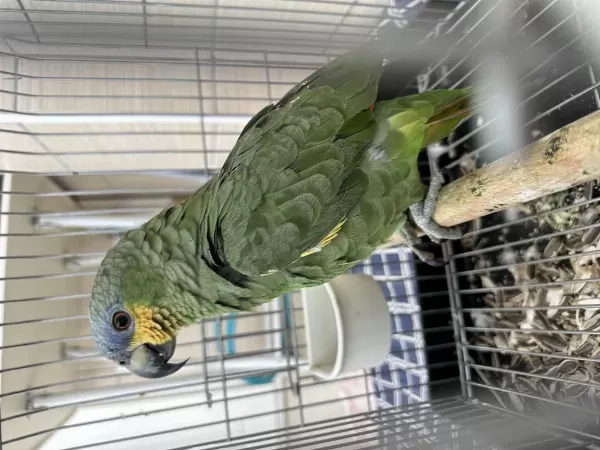 Mavi Alınlı Amazonica