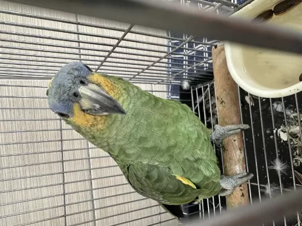Mavi Alınlı Amazonica
