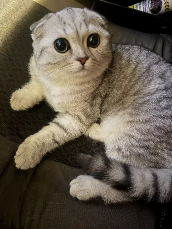 Kızımız Latife İçin Yeni Yuva Arıyoruz