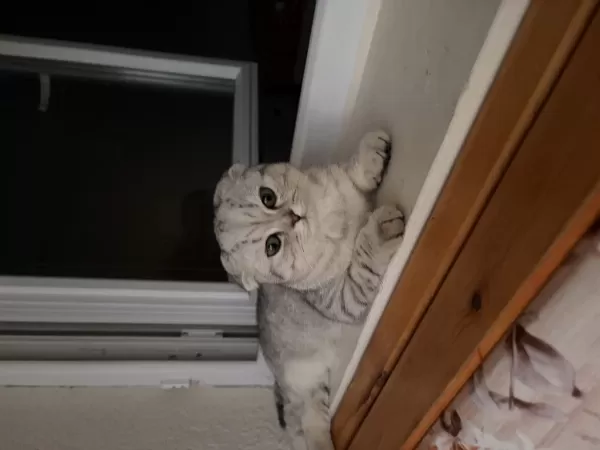 Kızımız Latife İçin Yeni Yuva Arıyoruz