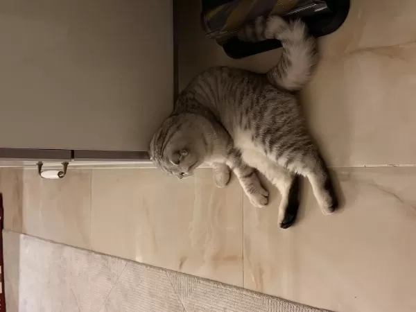 Kızımız Latife İçin Yeni Yuva Arıyoruz