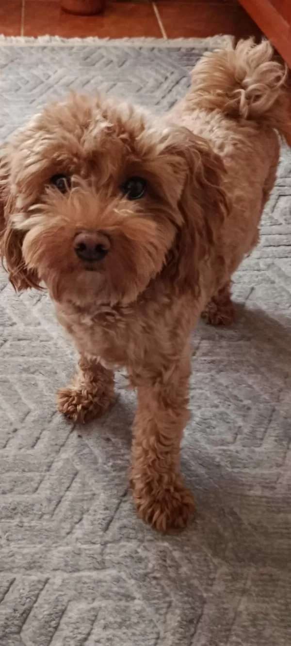 Güzel Poodle Yavrumuza Acil Yuva Aranıyor Uyguna